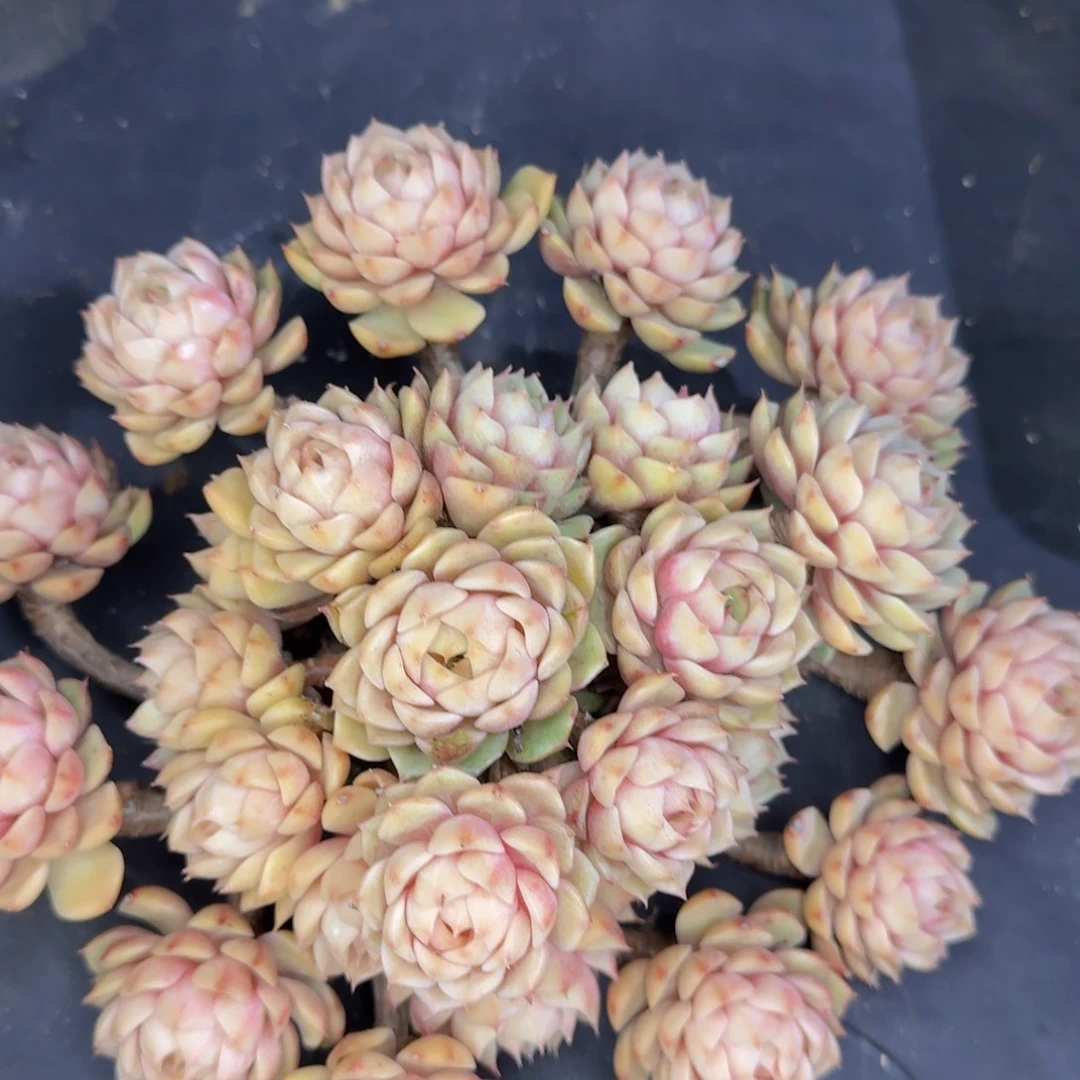 x***z多肉植物的生长发育和生长