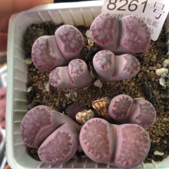 8261，两颗群如图