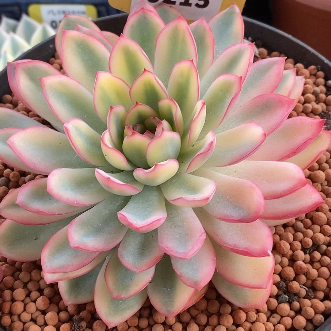 215带叠叶15公分雨燕座哈哈哈