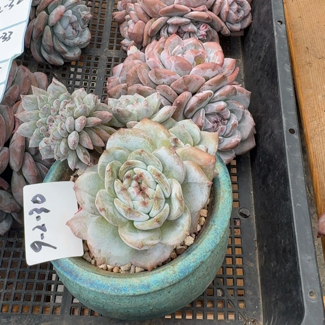 Z***Y9-2-30静好多肉园艺