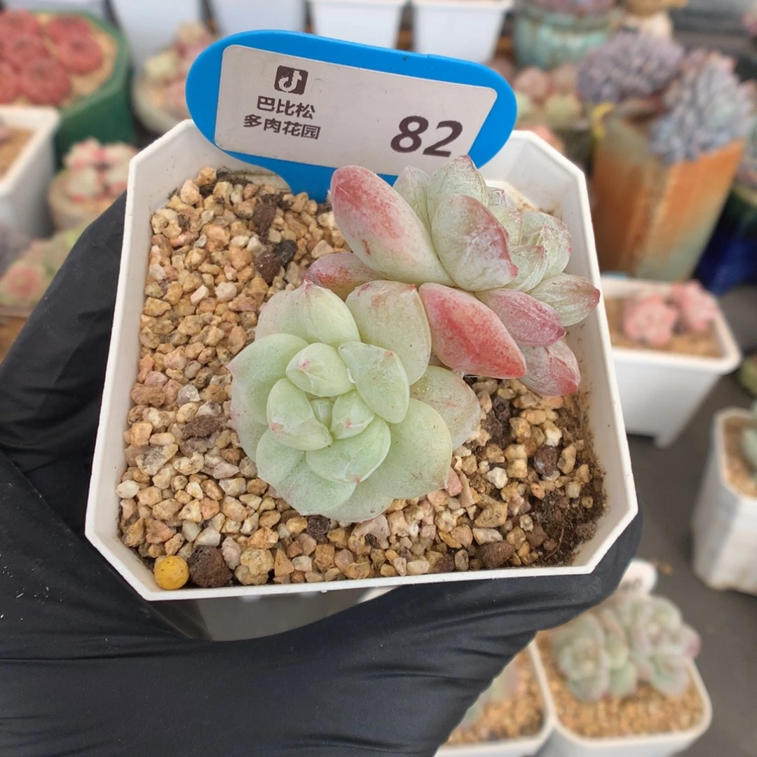 张***宝82 冰玉石化多肉多肉