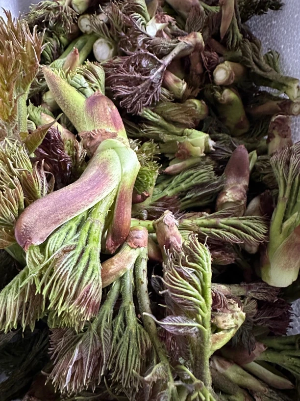 东北野生刺嫩芽二斤包邮