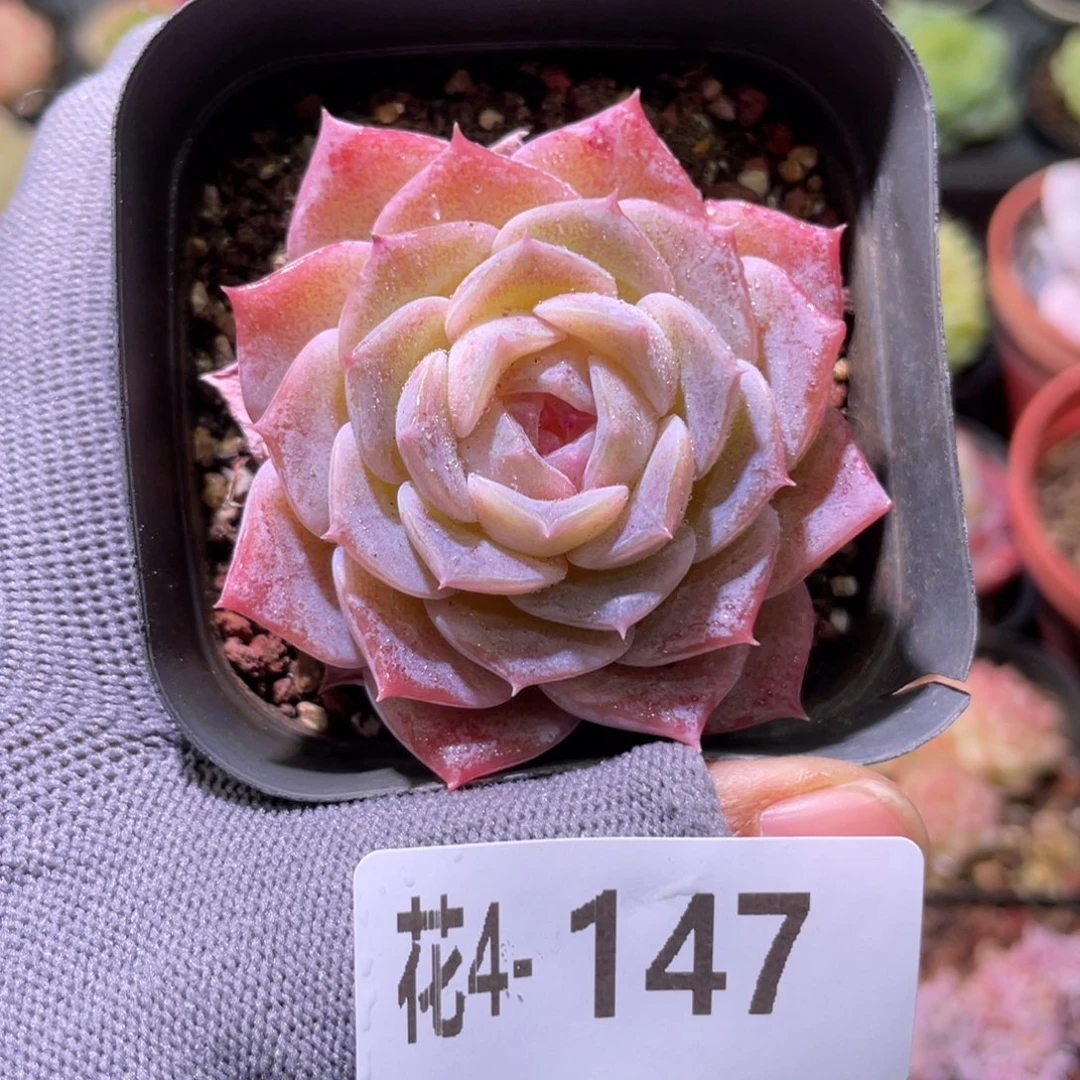 花利美 4-147纯爱