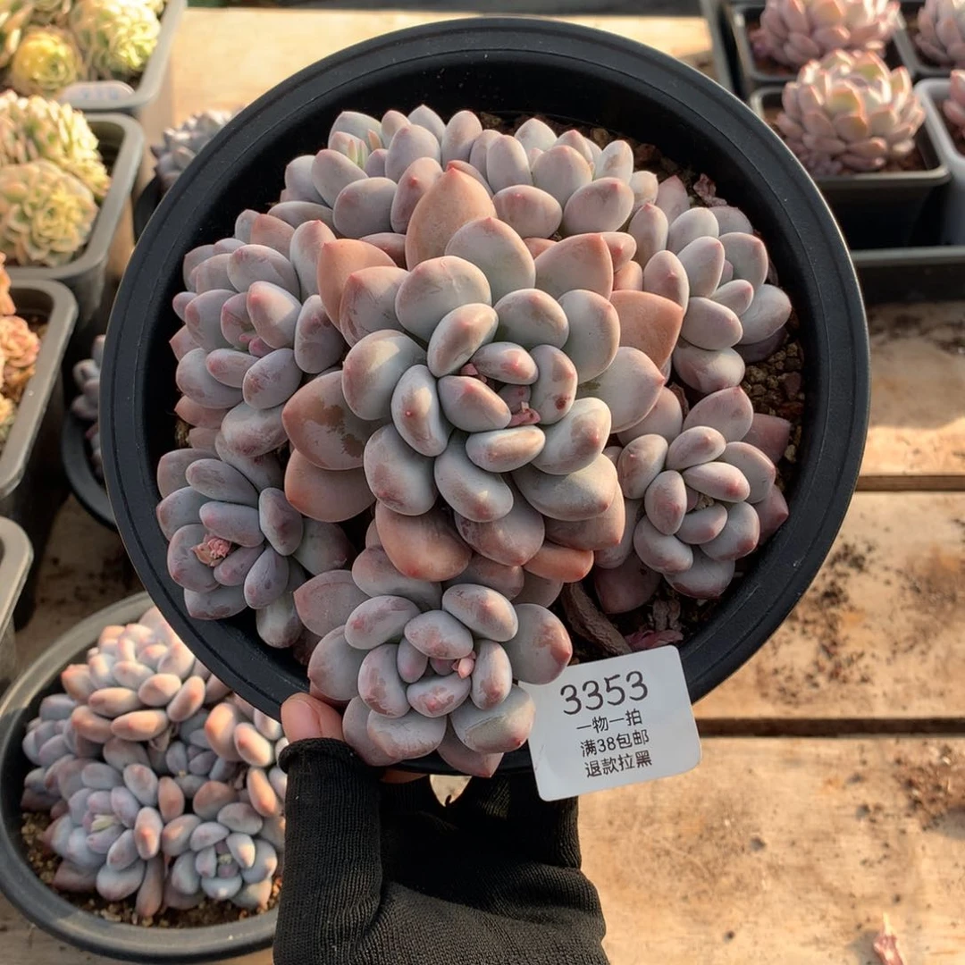 17厘米九头手捧香水多肉3353