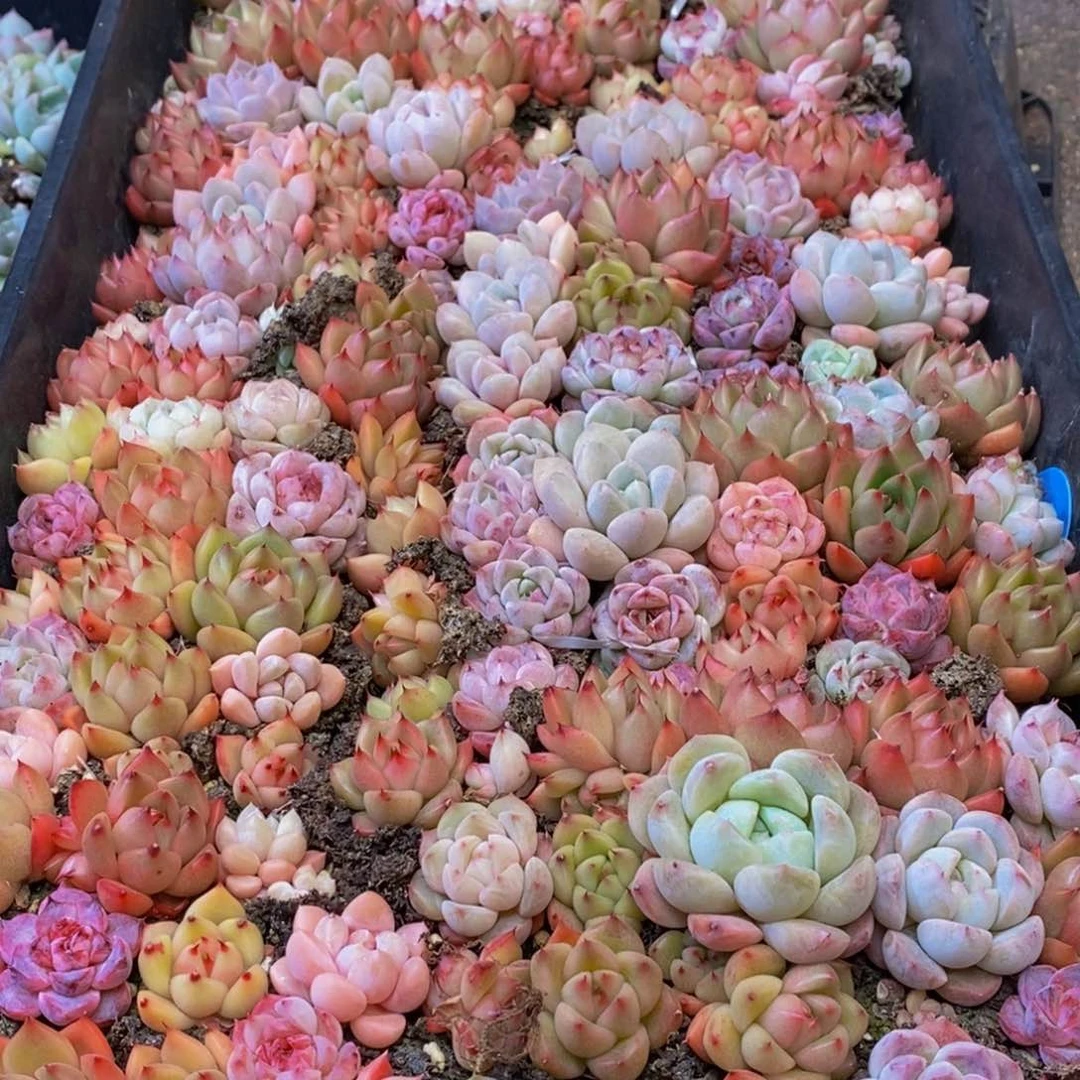 037多肉植物保护研究所所长