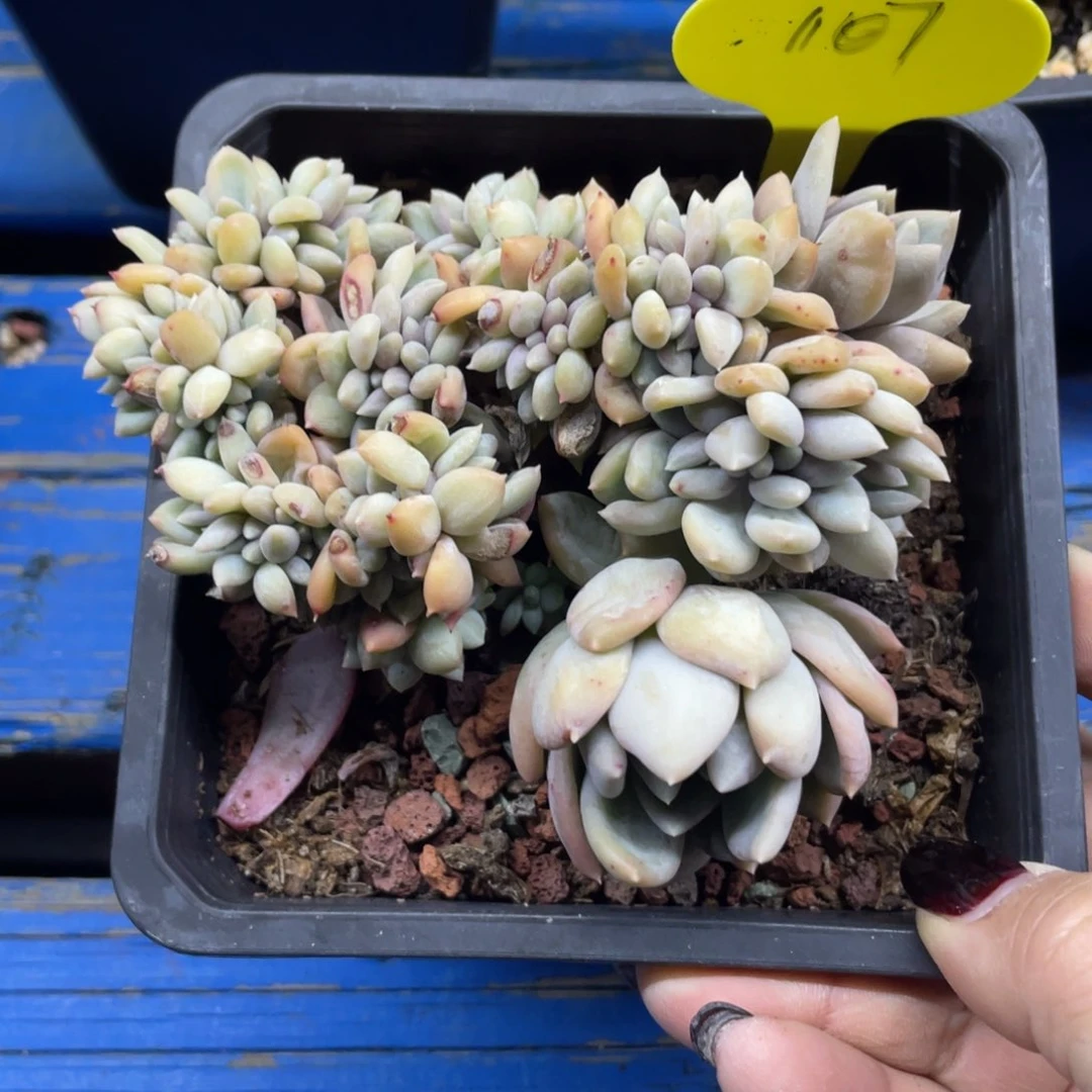 胖美人缀化微瑕清台子107