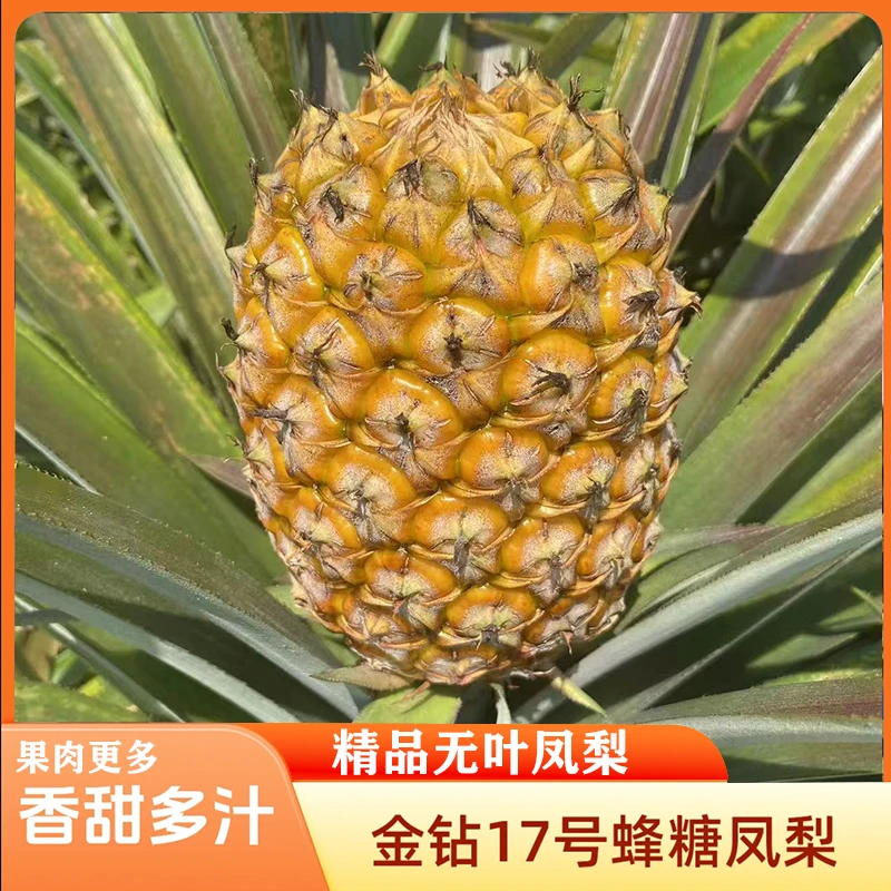 【无叶巨无霸8斤】海南金钻凤梨现摘现发应季水果老少皆宜坏果包赔