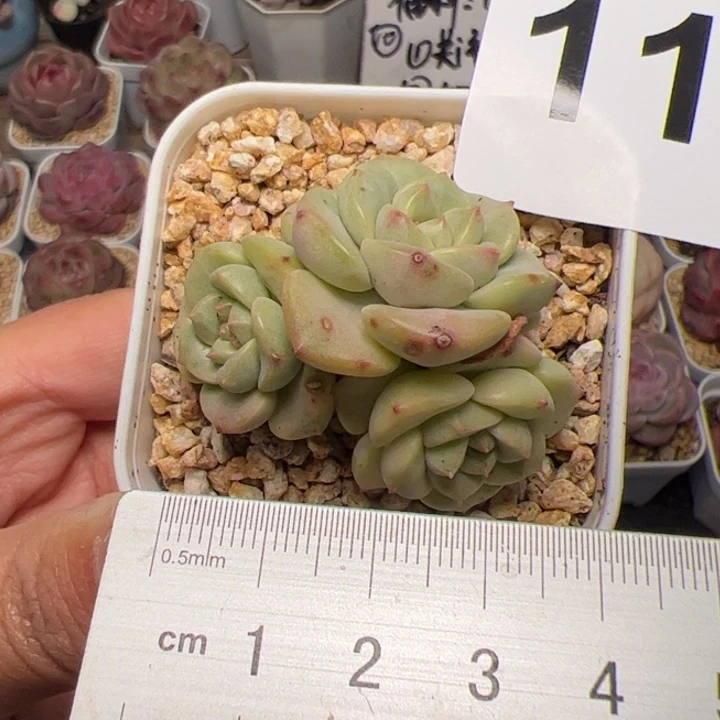 114 多肉植物组合