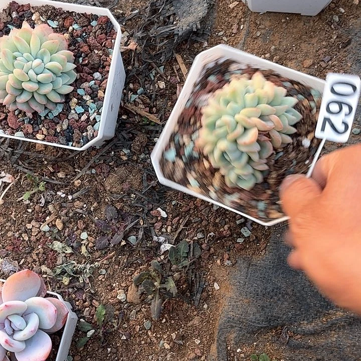 时****！多肉植物一物一拍