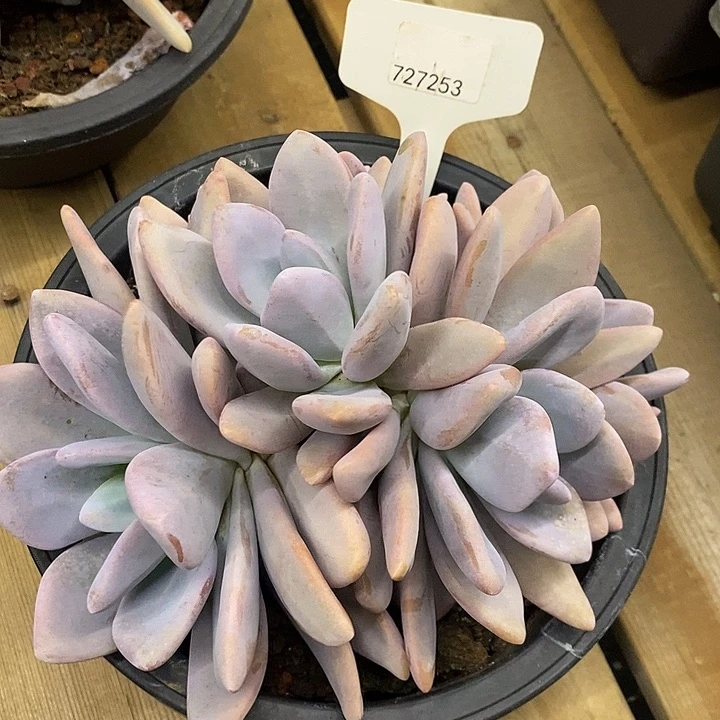 j**n福利727253福利多多