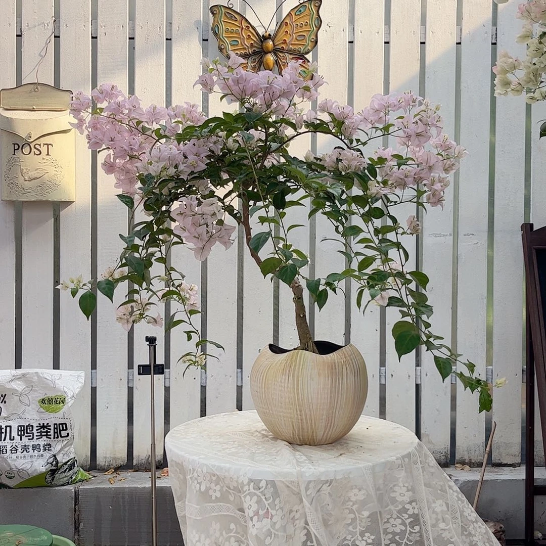 全部花朵苹果花580