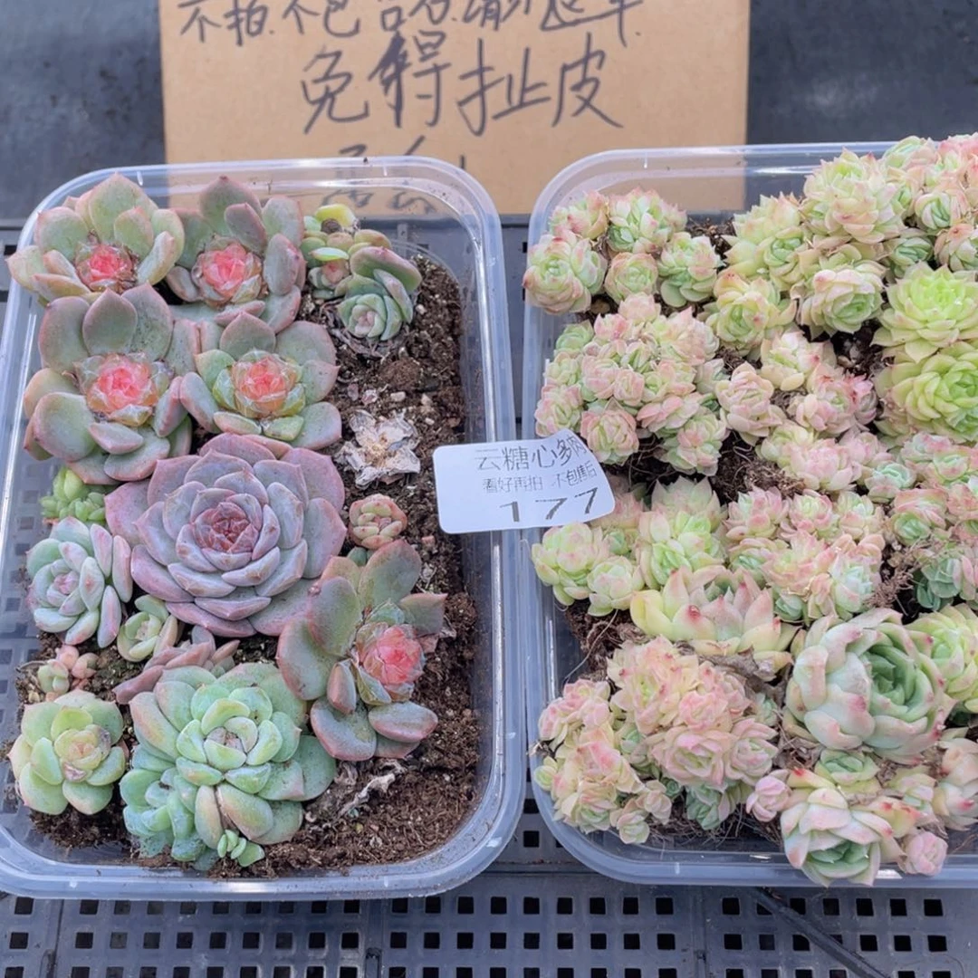 云糖心多肉植物177