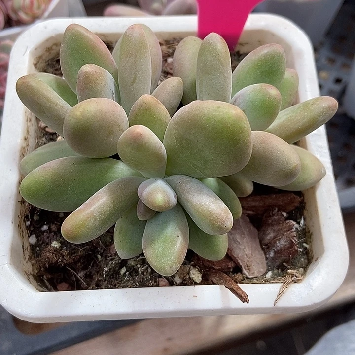 多肉植物芒果奶裙31