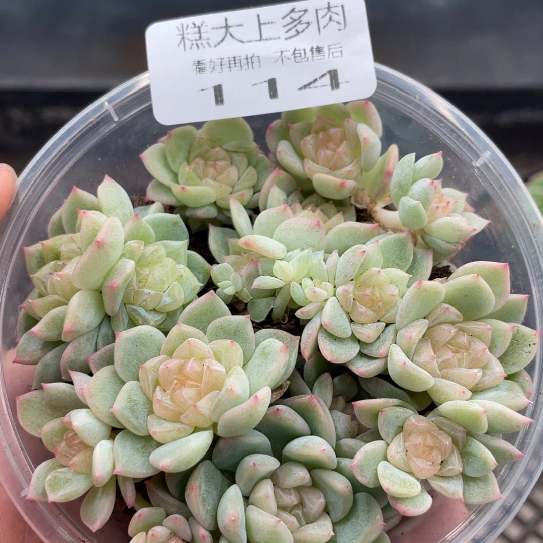 糕大上多肉植物114