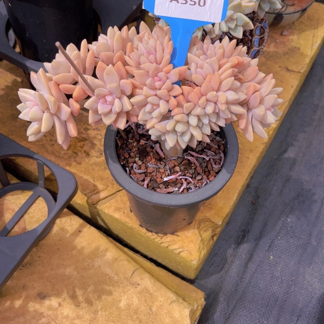 ****菓淡雪缀化一颗Ａ５50号一物一拍