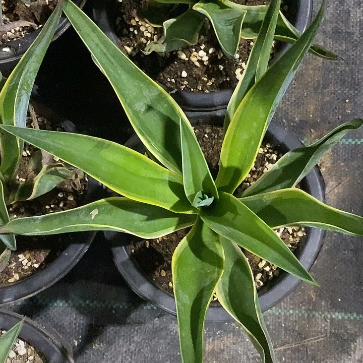 完美主义者勿拍鹦鹉嘴