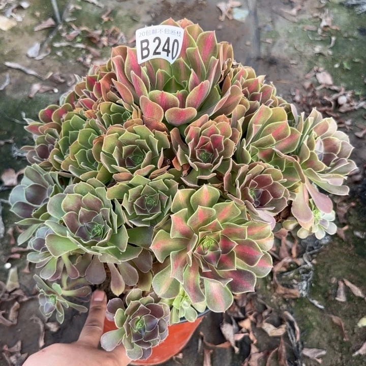 女巫中班……多肉植物……