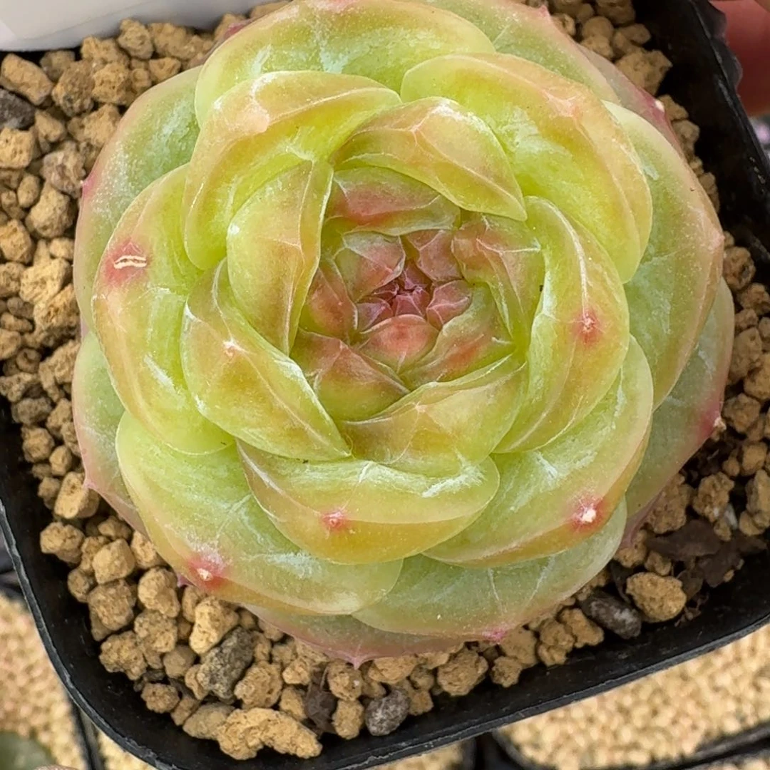 0127-018-mn单头一颗