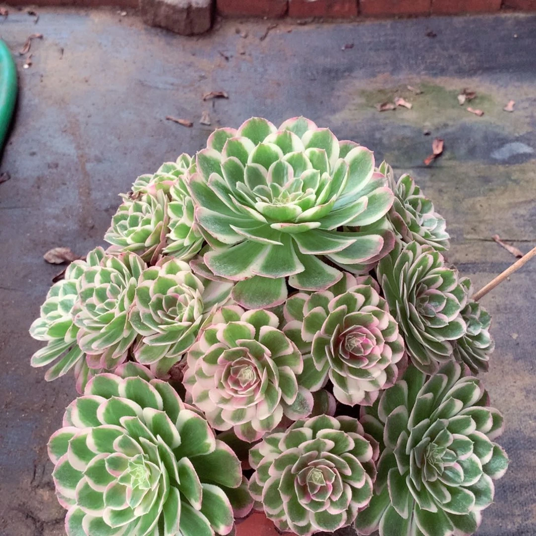 孔雀翎，多肉植物的