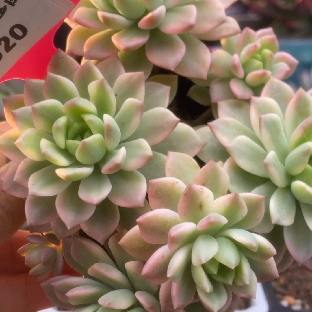 020马库斯锦锦锦锦锦锦锦