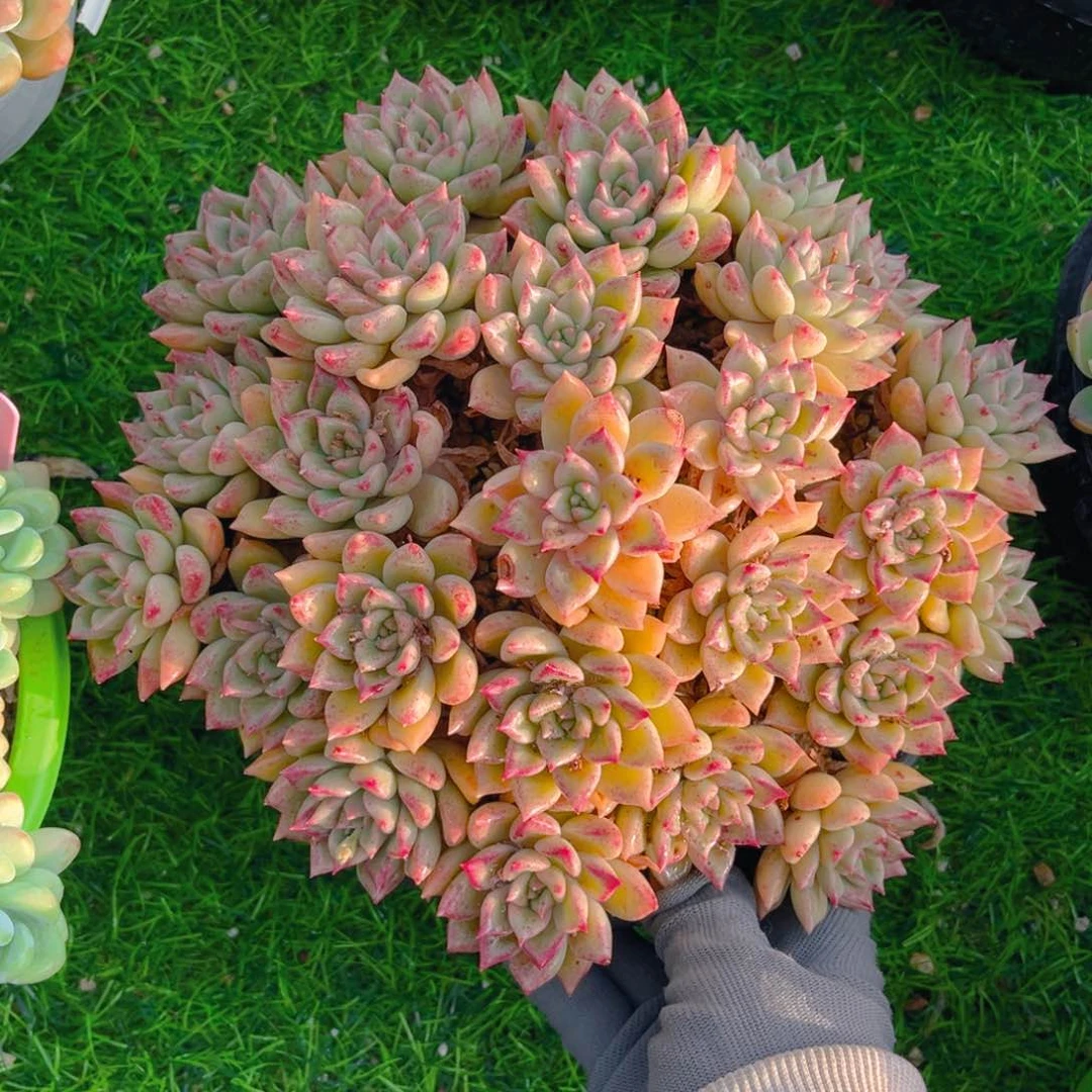 黄金璀璨8888888888888888