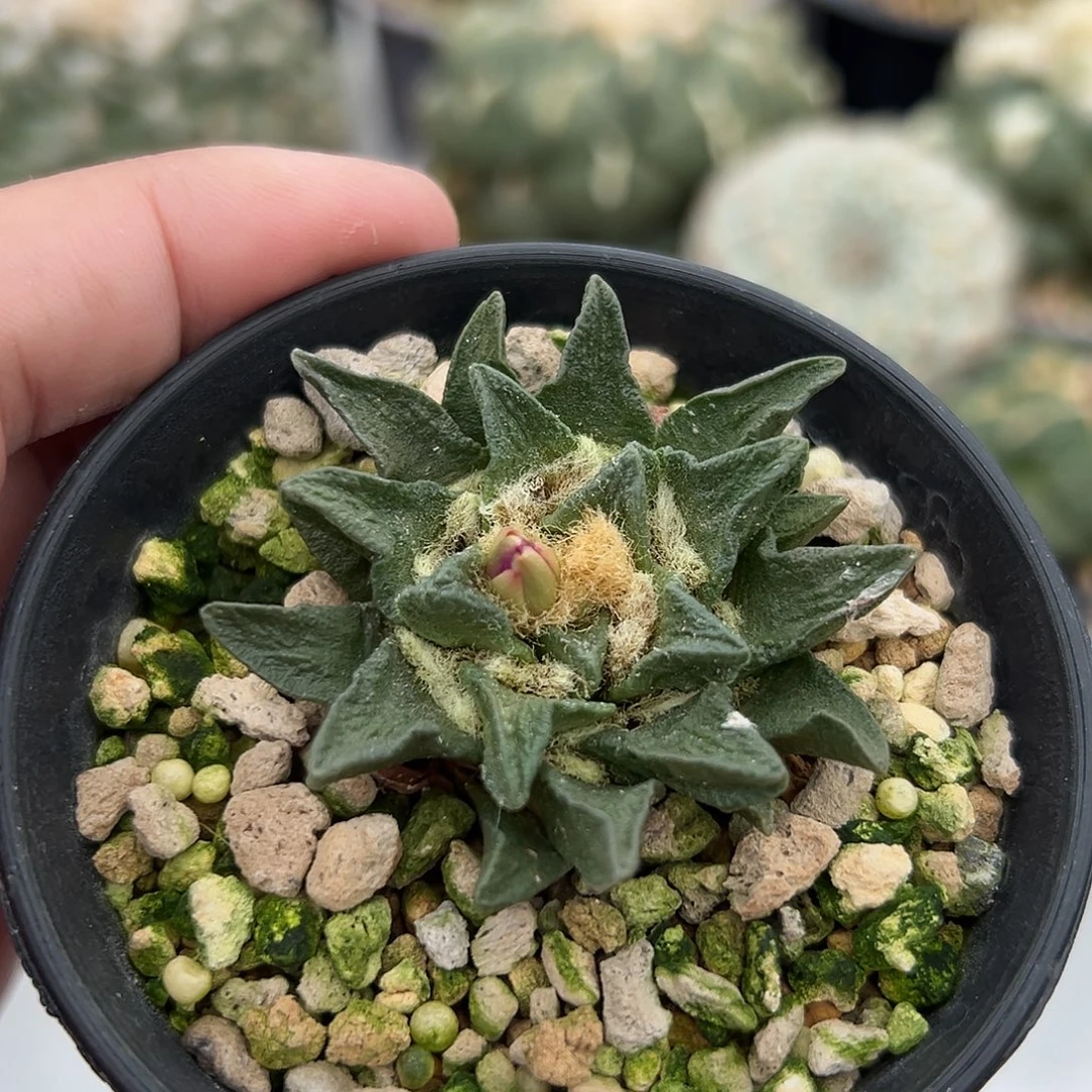 尚野园艺实生龙角