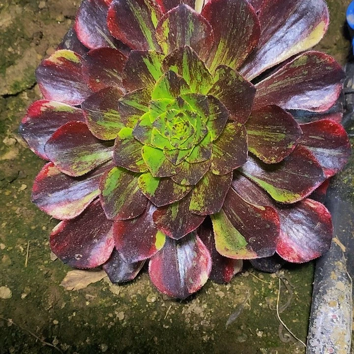 多肉植物保护研究所