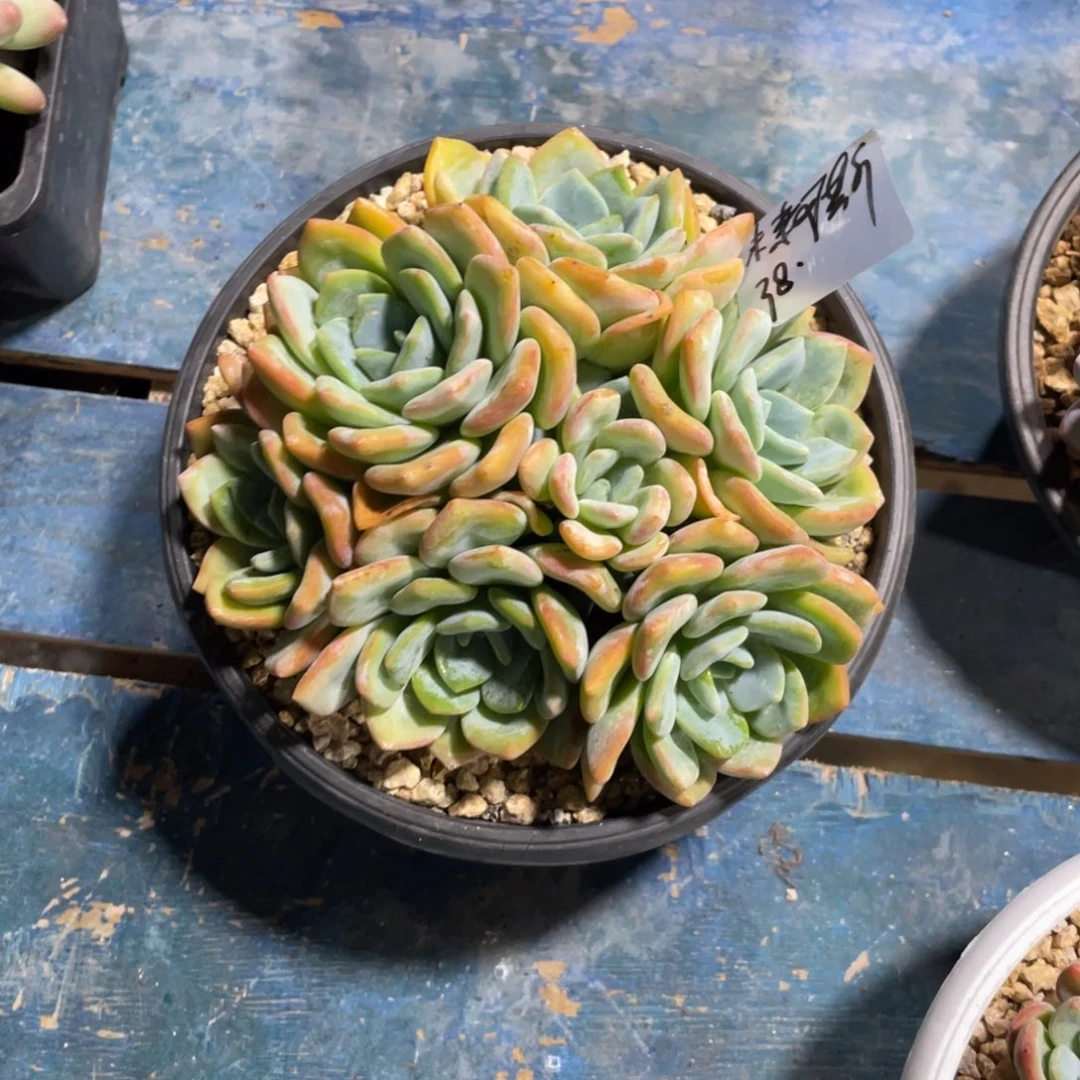 ****️一物一拍中通快递