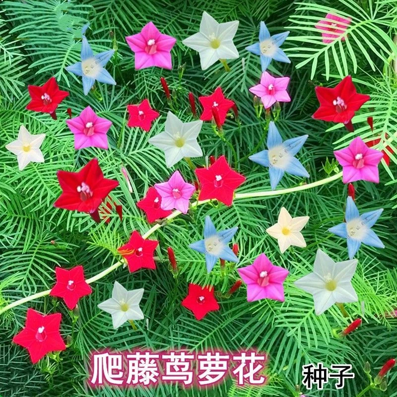 种子羽叶茑萝花种四季五星五角星易种阳台星星庭院耐寒植物长藤