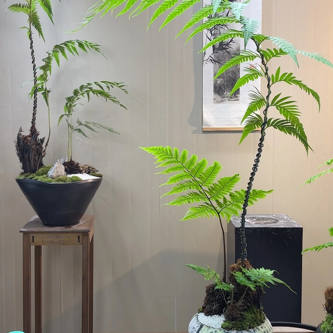 【闪购商品】往***～蕨类