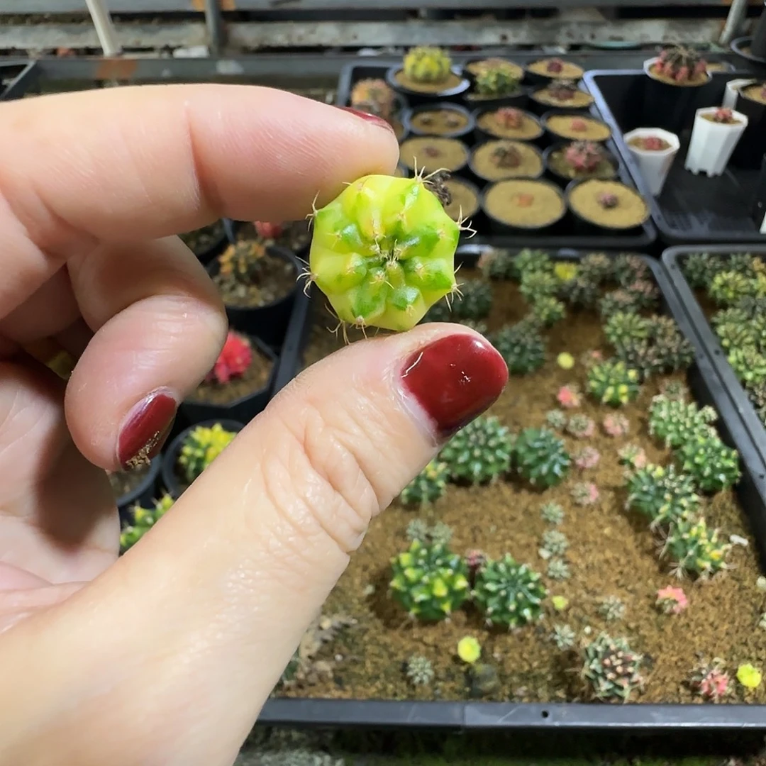 半***7侧芽喜欢直接拍就行