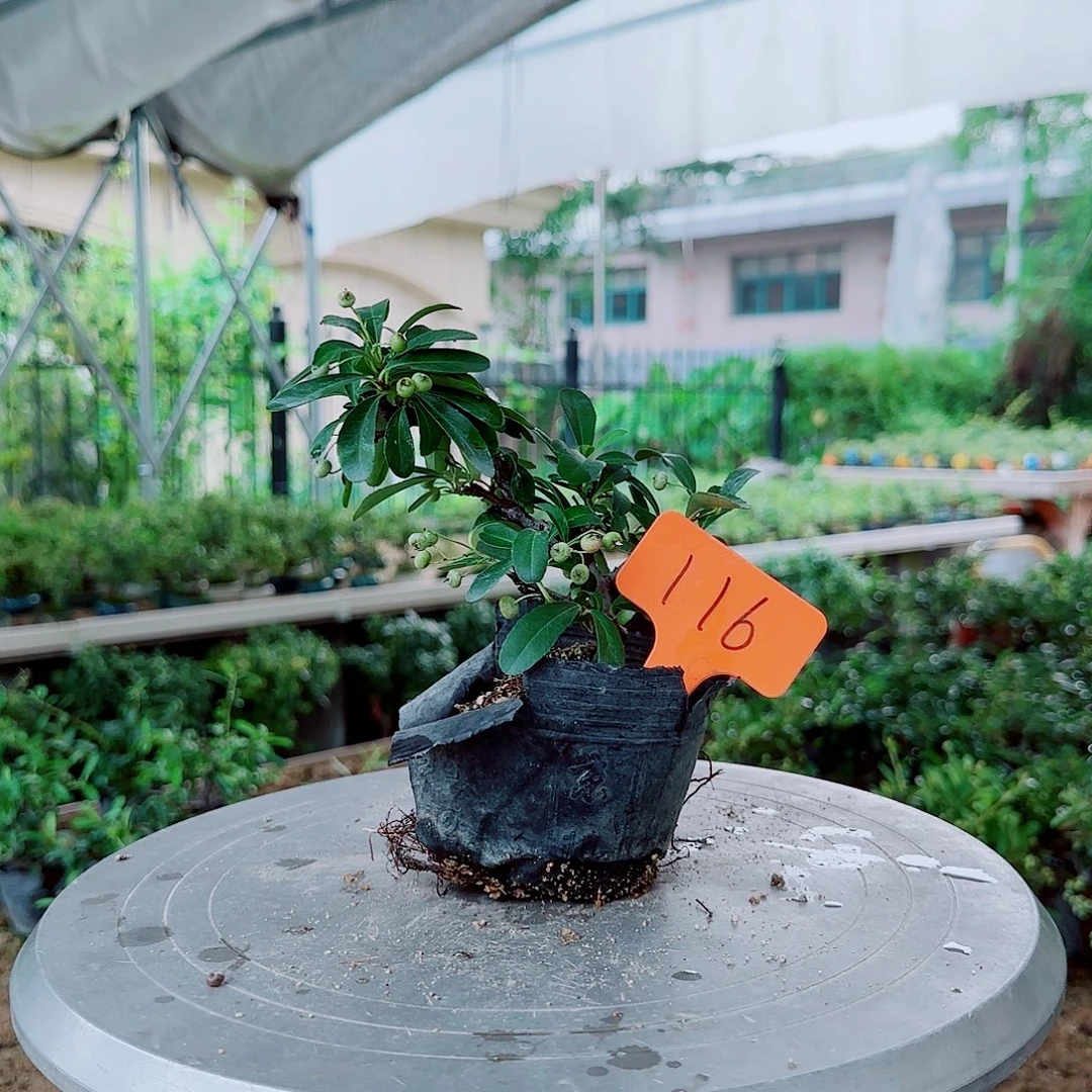 ꧁***꧂无花朵火棘吉祥果素材桩