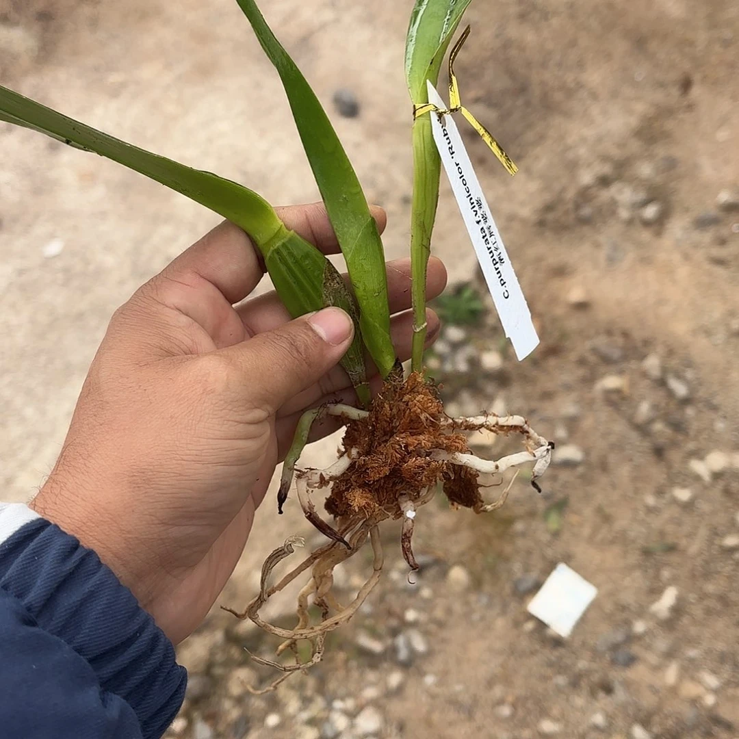 完全开放酒红婆婆