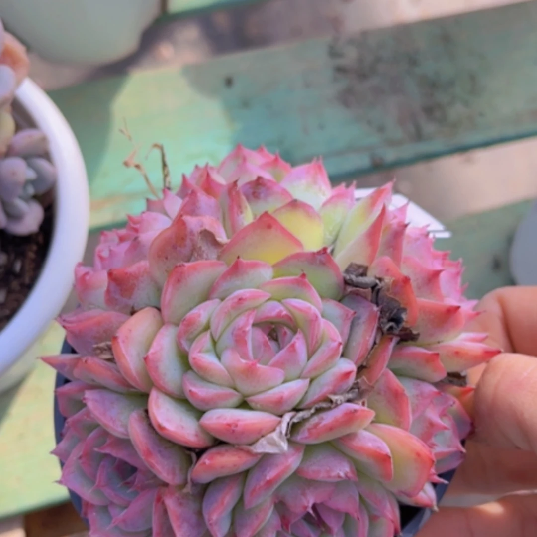 【闪购商品】侧影1850