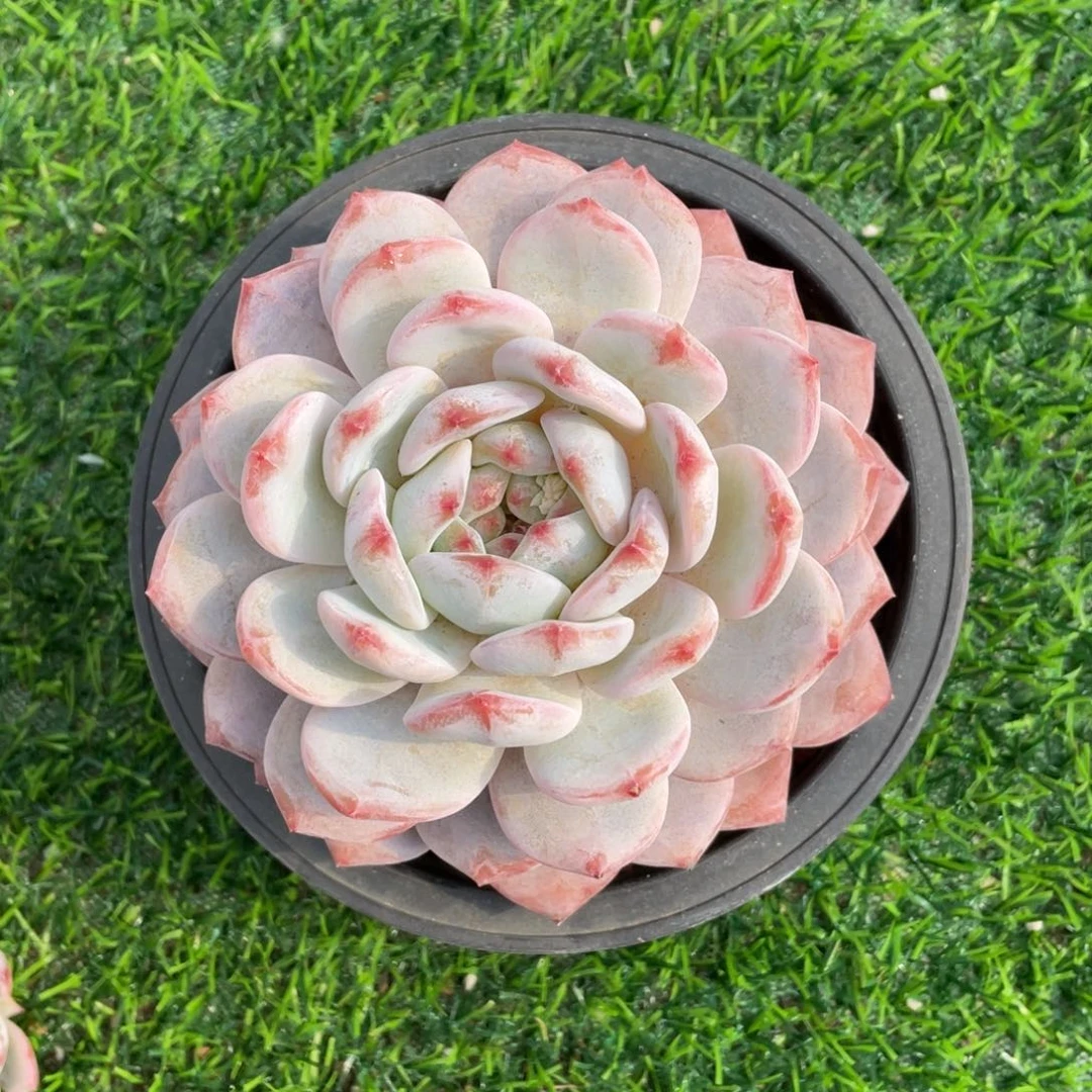 斐**?橙梦露冠幅13 公分一物一拍