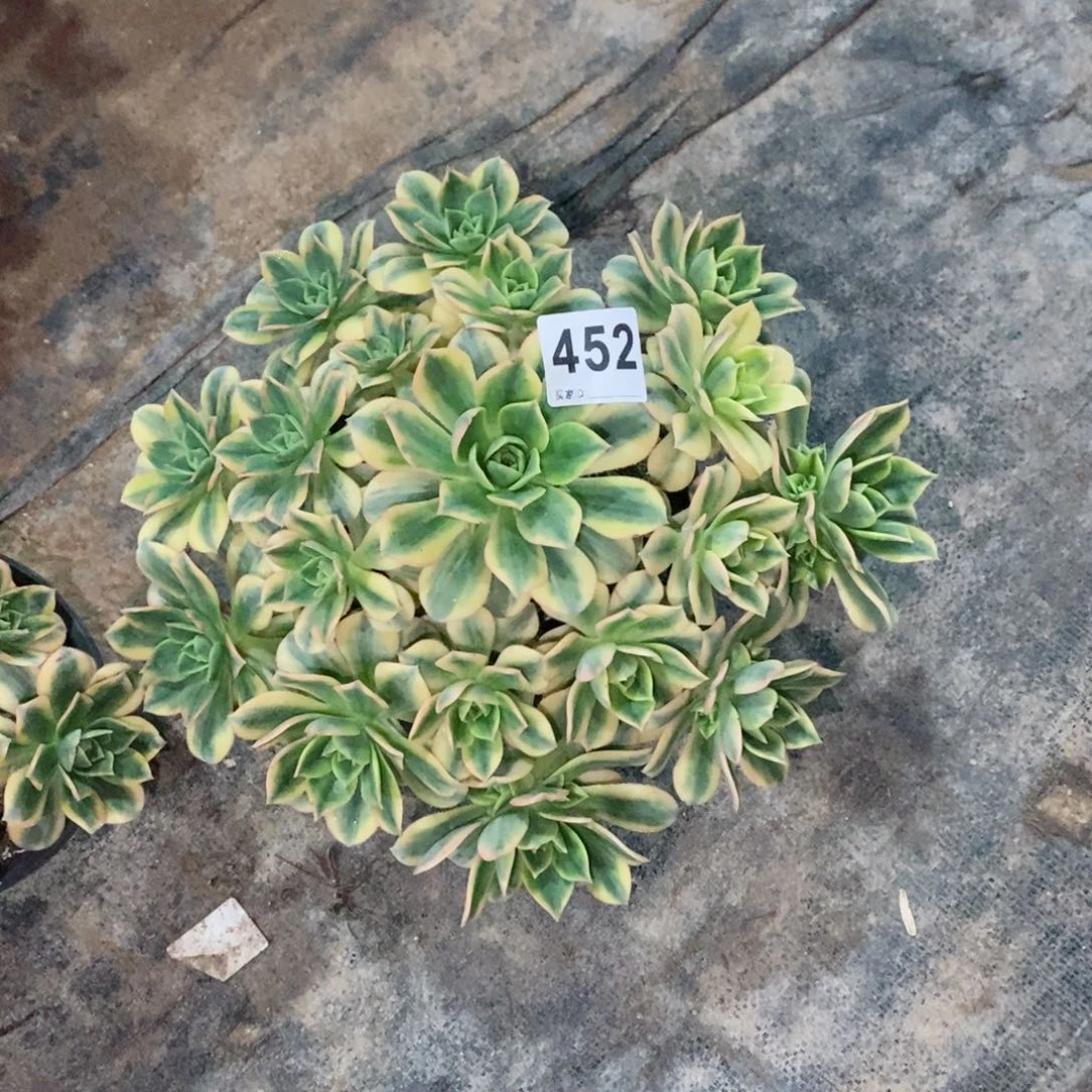星爆452多肉1111
