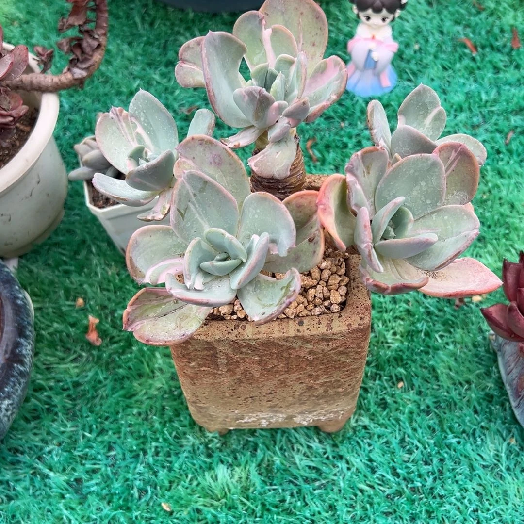 ，，，，，，，，，，，，，，，