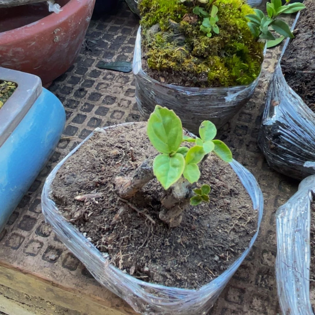 發***脑当前无花朵，栽培后可花朵