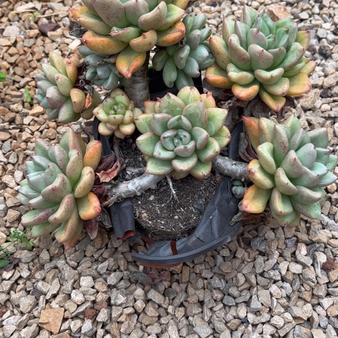 新疆西藏内蒙不包邮，奶油