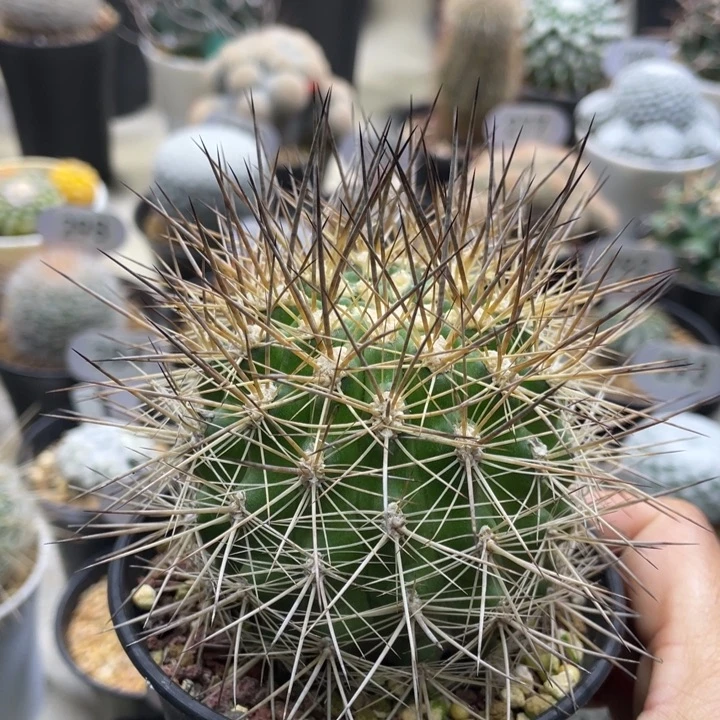 刺琥玉        实生根