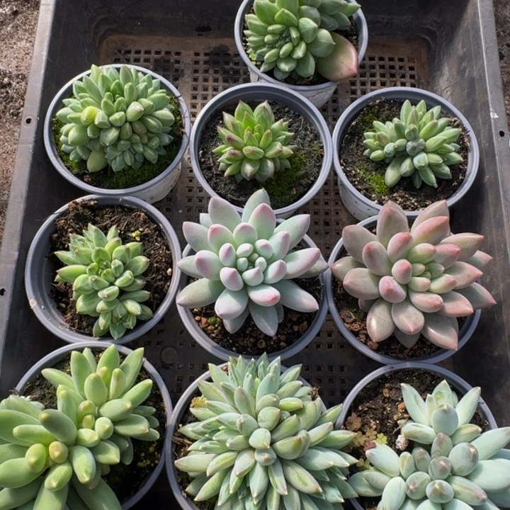 045多肉植物一物一拍