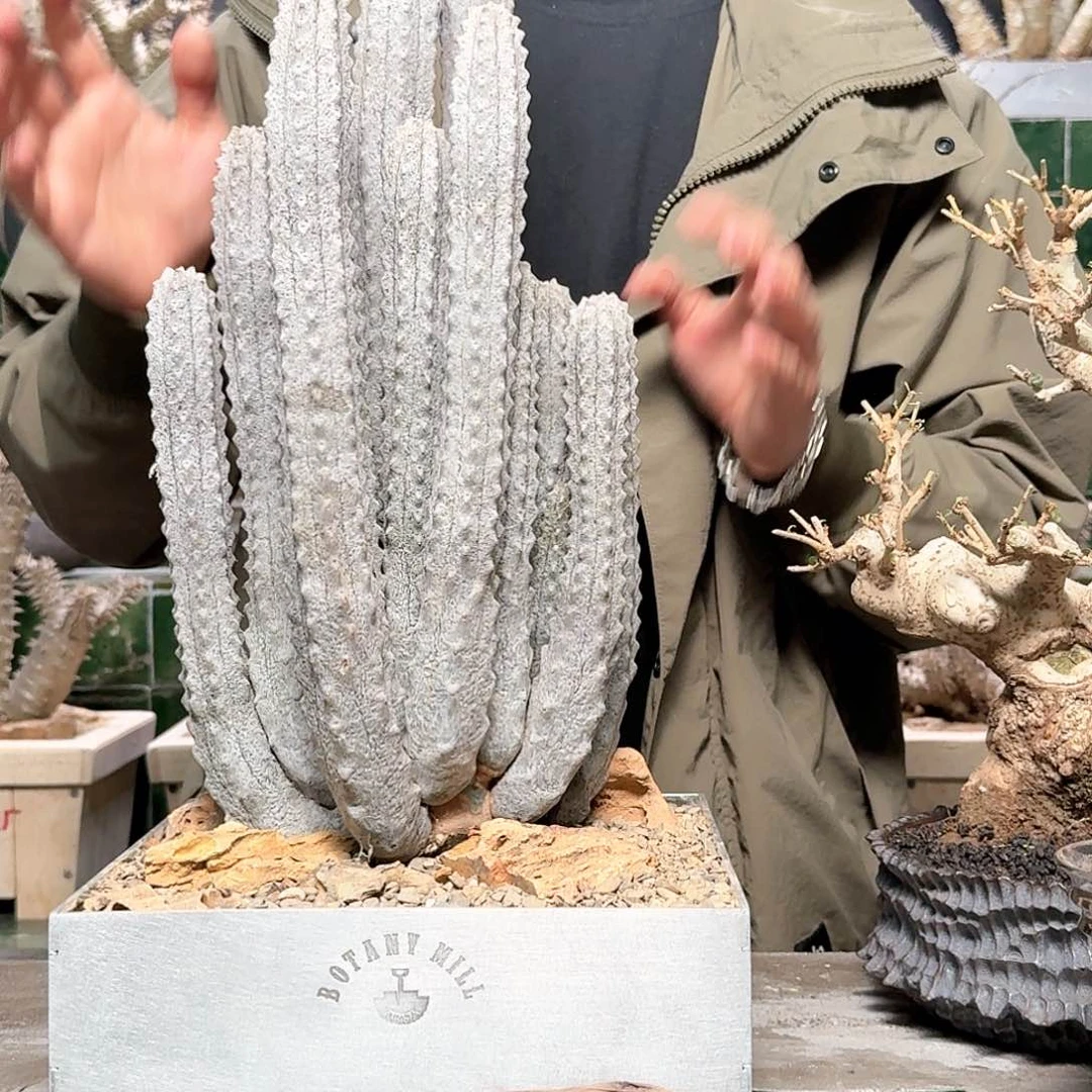 红陶G****r亚迪麒麟 一物一拍