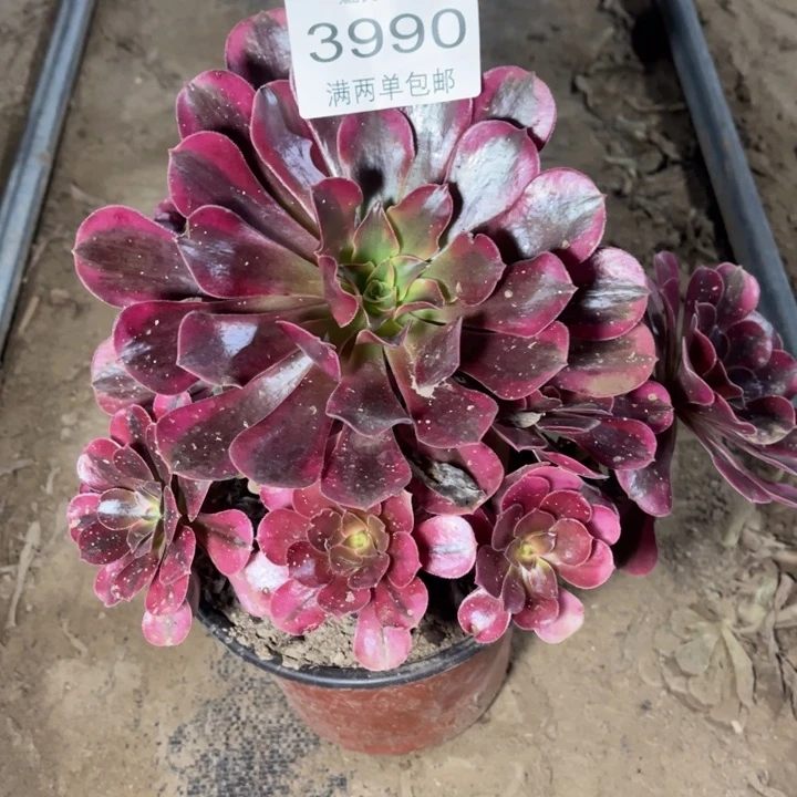 3990美杜莎的人多肉的