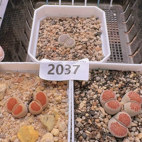 苗*～2031菊红窗菊花纹母本带盆土发货