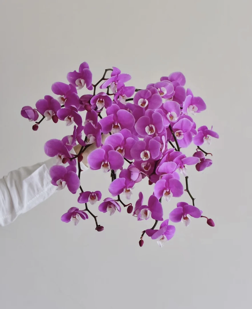 蝴蝶兰【范冰冰】带花苞盆栽兰花大苗客厅室内植物花卉蝴蝶兰盆栽