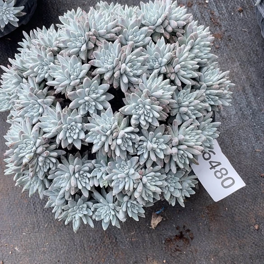 【闪购商品】白菊白菊