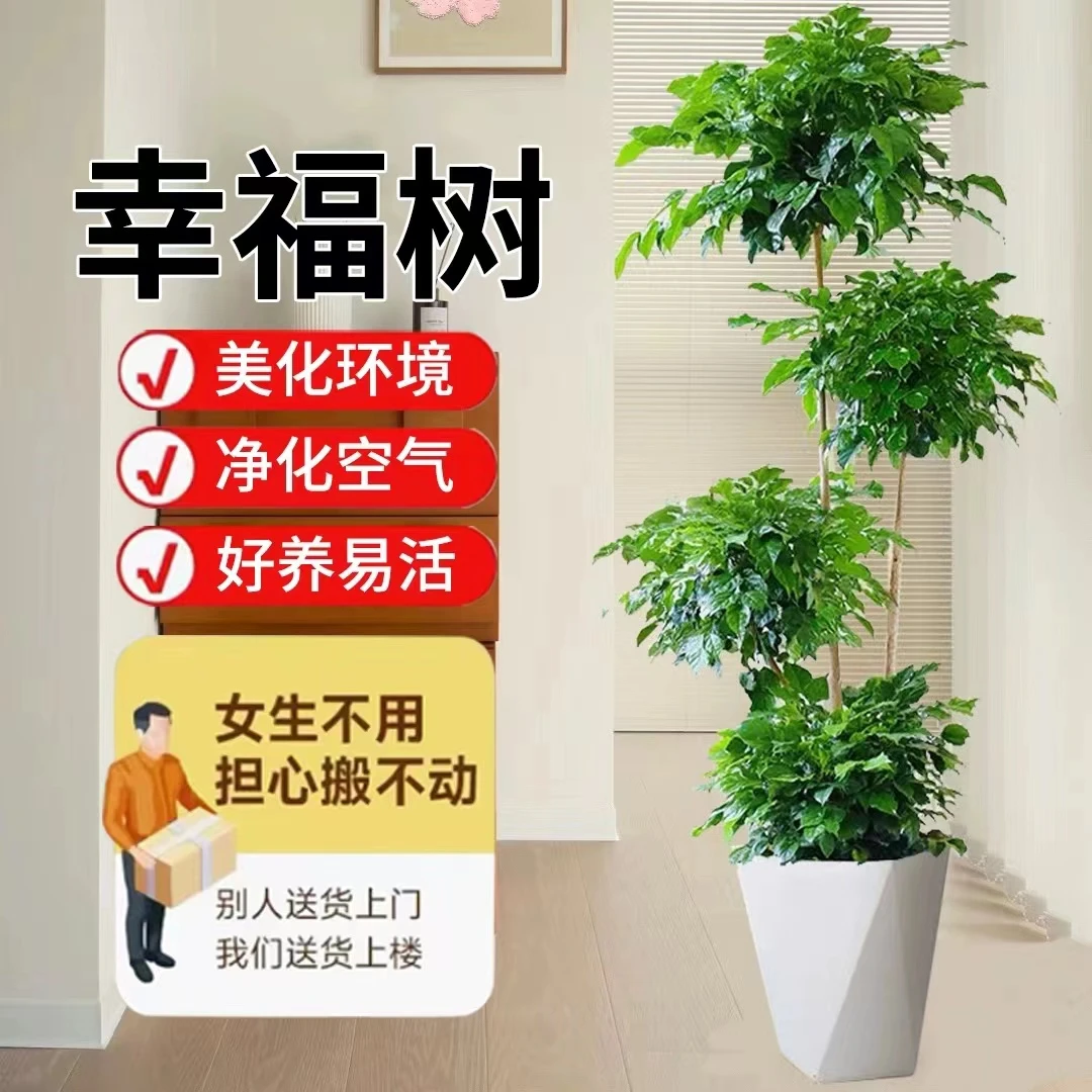 好养绿植大型多层幸福树绿宝盆栽大老桩室内客厅平安树吸甲醛