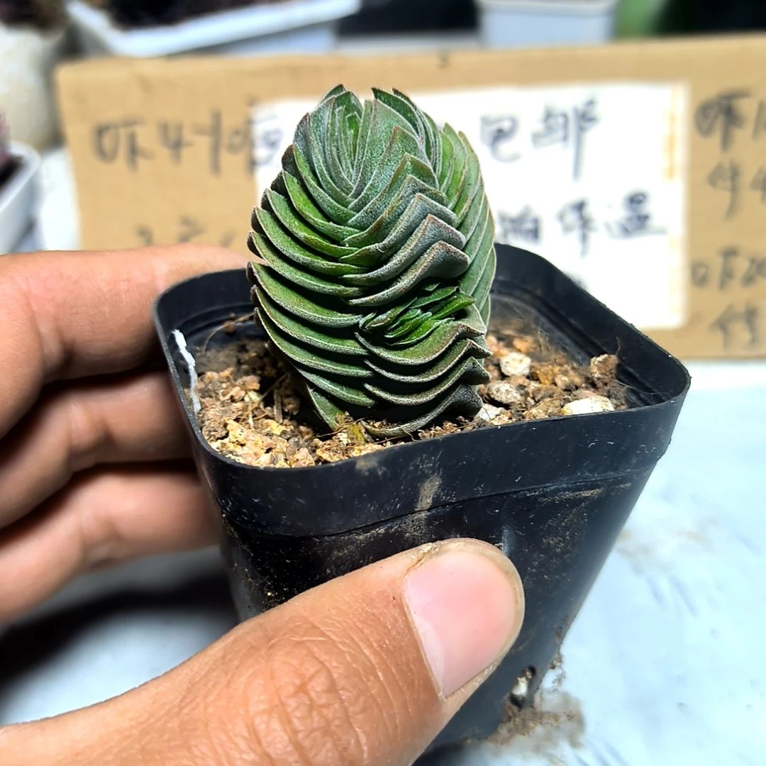 满6元包邮,方塔福利
