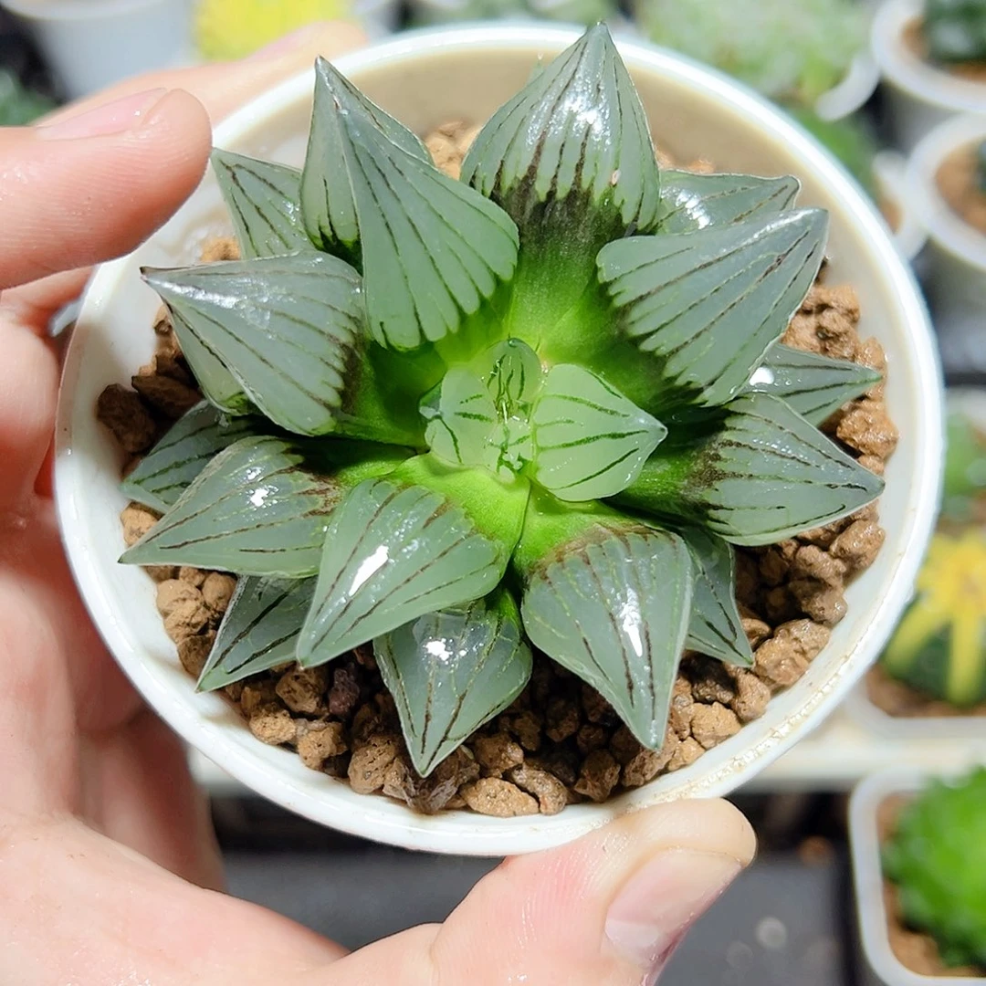 万象盆西瓜原盆原土