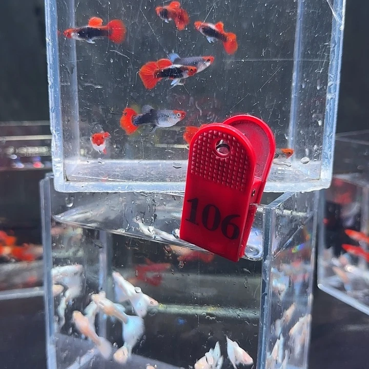 孔雀鱼106号20条